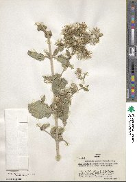 Brickellia pendula image