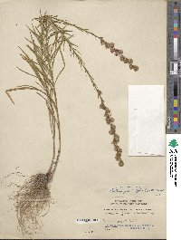 Liatris pilosa image