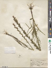 Liatris pilosa image