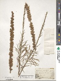 Liatris pilosa image