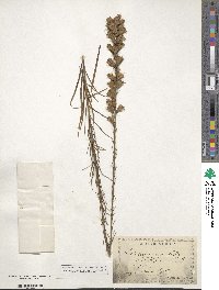 Liatris pilosa image