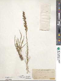 Liatris pilosa image