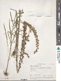 Liatris pilosa image