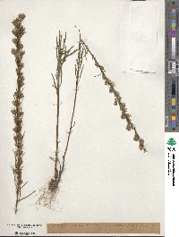 Liatris pilosa image