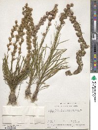 Liatris pilosa image