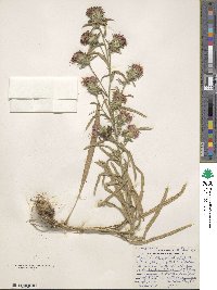 Liatris pilosa image