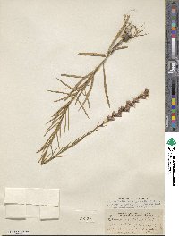 Liatris virgata image