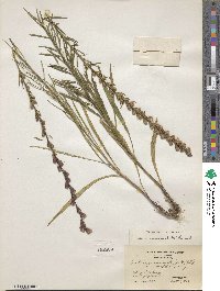 Liatris virgata image