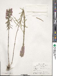 Liatris elegans image