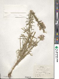 Liatris elegans image