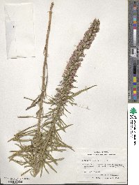 Liatris elegans image