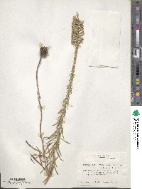 Liatris elegans image