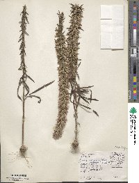 Liatris elegans image