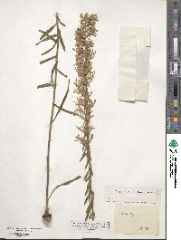 Liatris elegans image