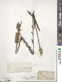 Liatris elegans image