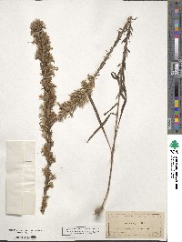 Liatris elegans image