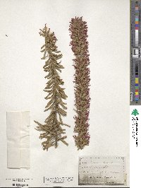 Liatris elegans image