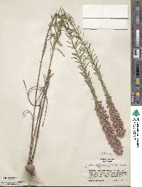 Liatris elegans image