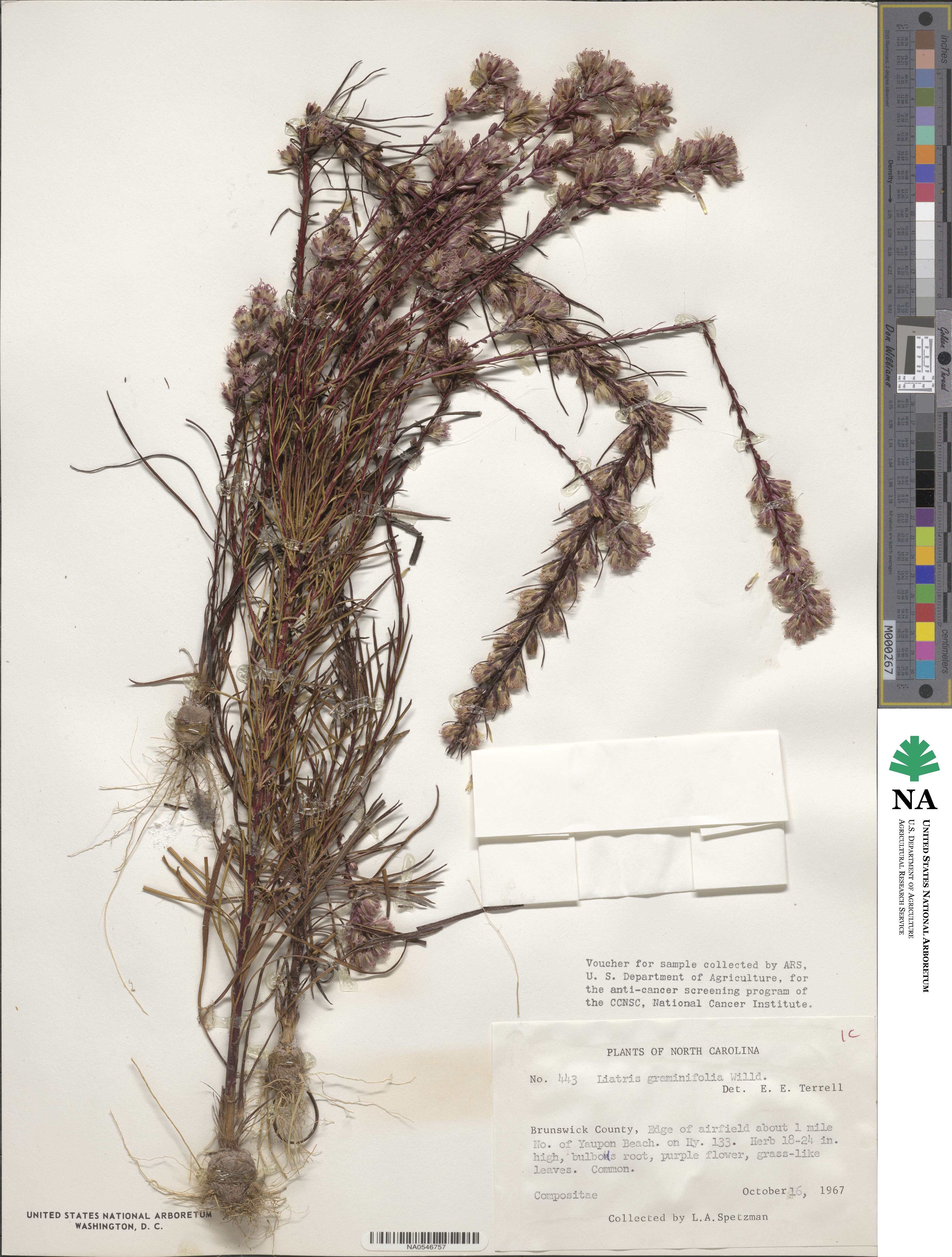 Liatris pilosa image