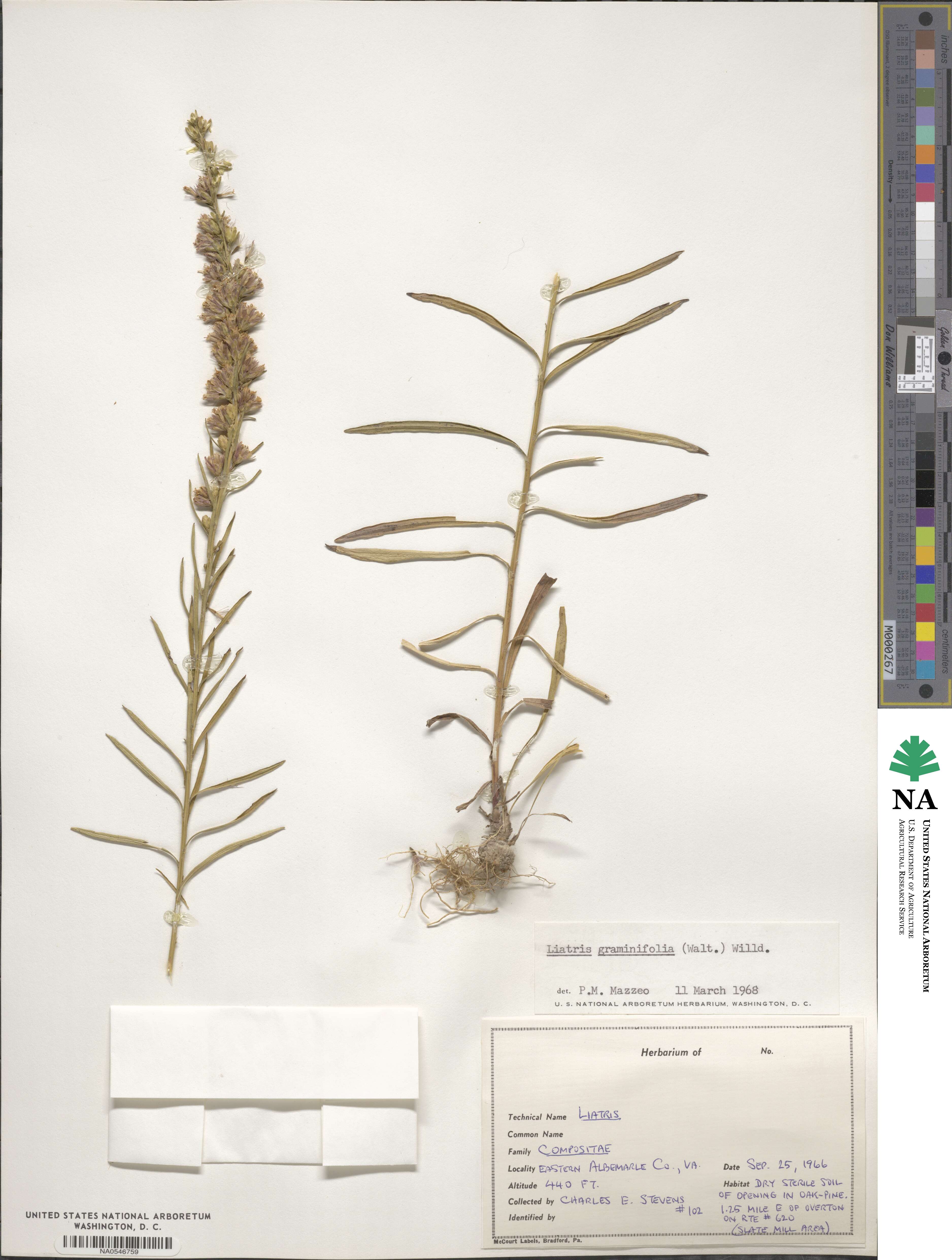 Liatris pilosa image