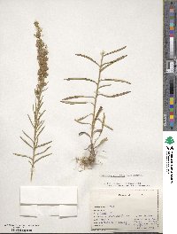 Liatris pilosa image