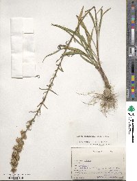 Liatris pilosa image