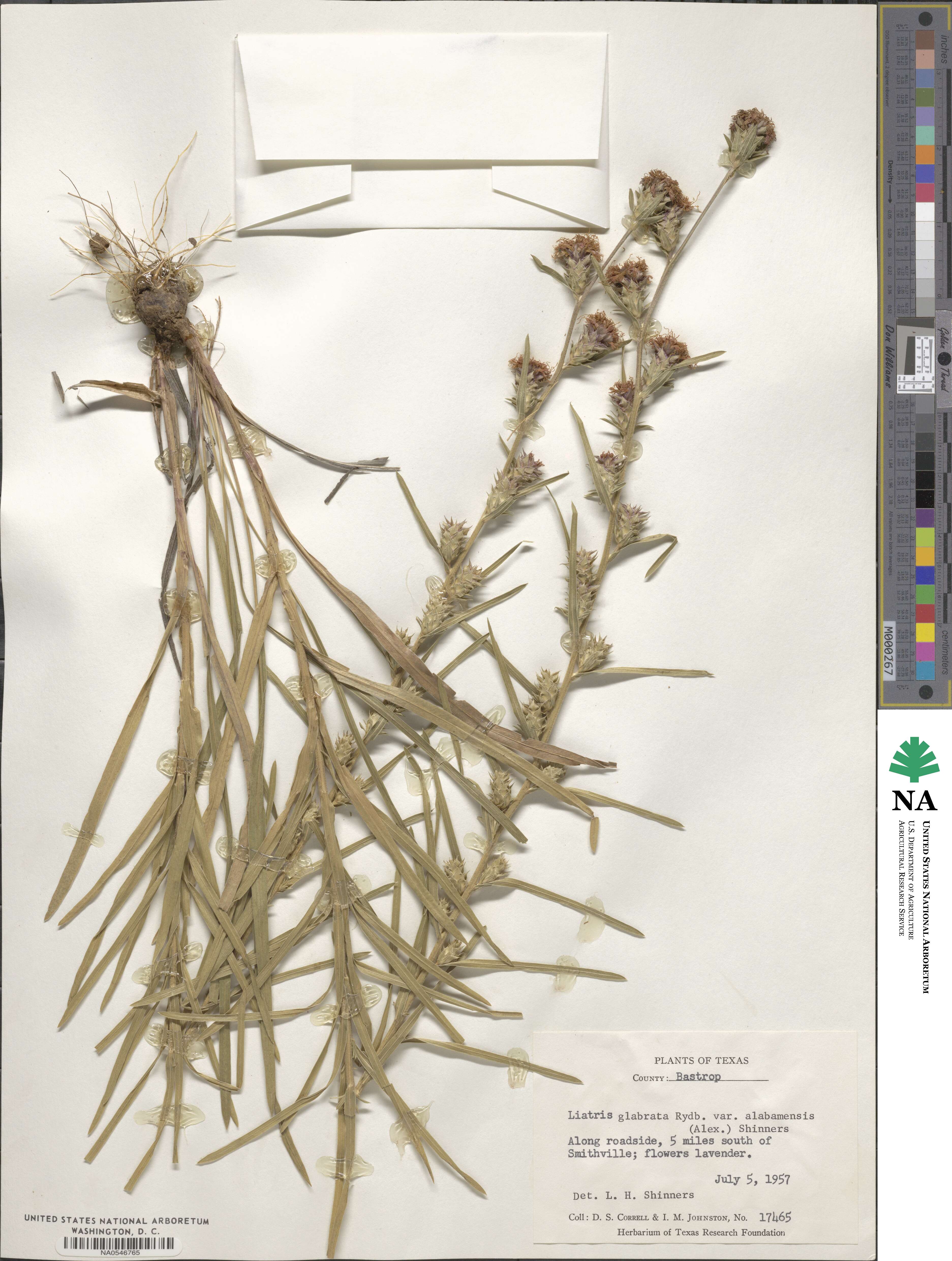 Liatris squarrosa image