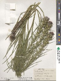 Liatris squarrosa image