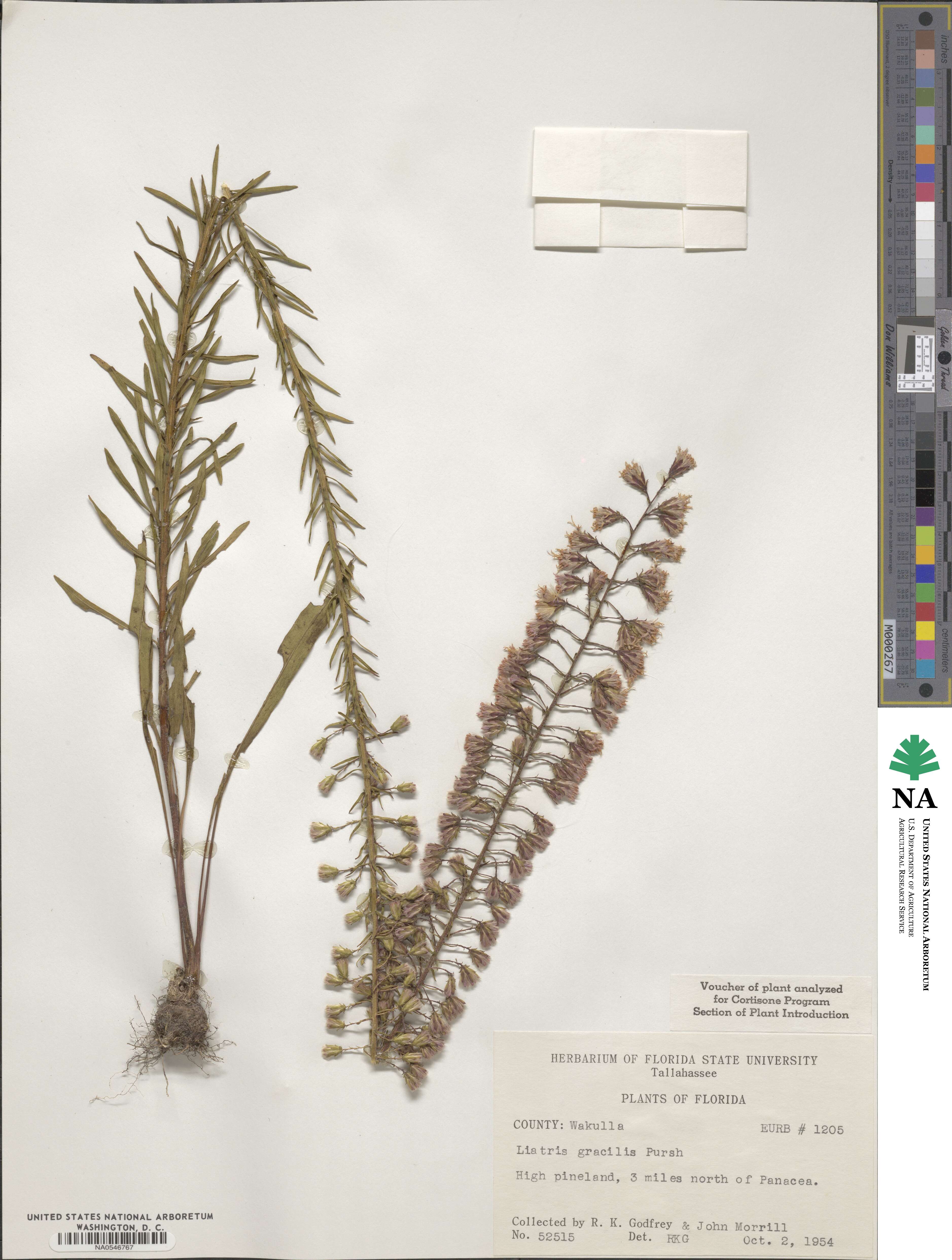 Liatris gracilis image