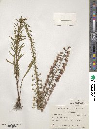 Liatris gracilis image