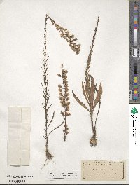 Liatris gracilis image