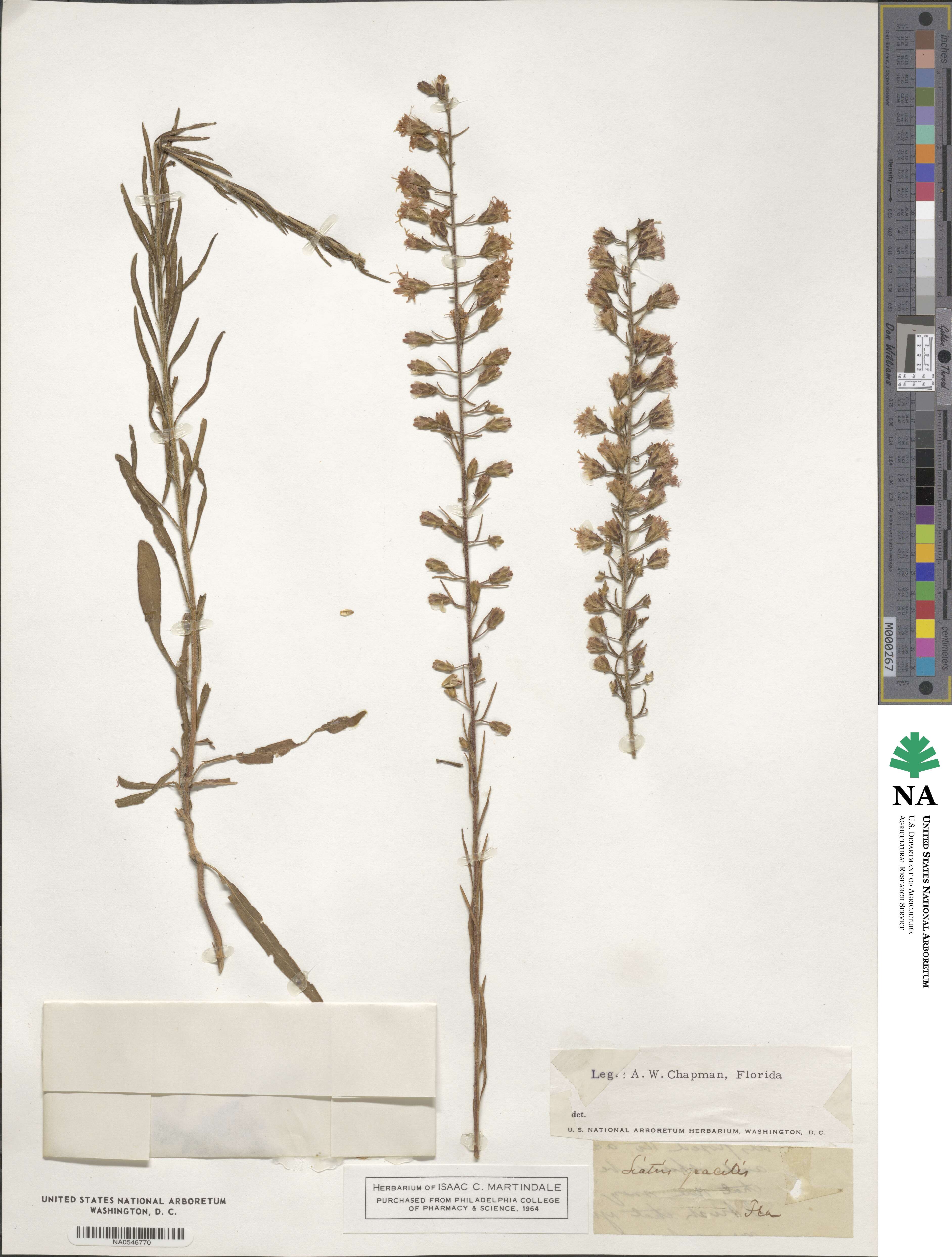 Liatris gracilis image