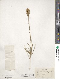 Liatris gracilis image