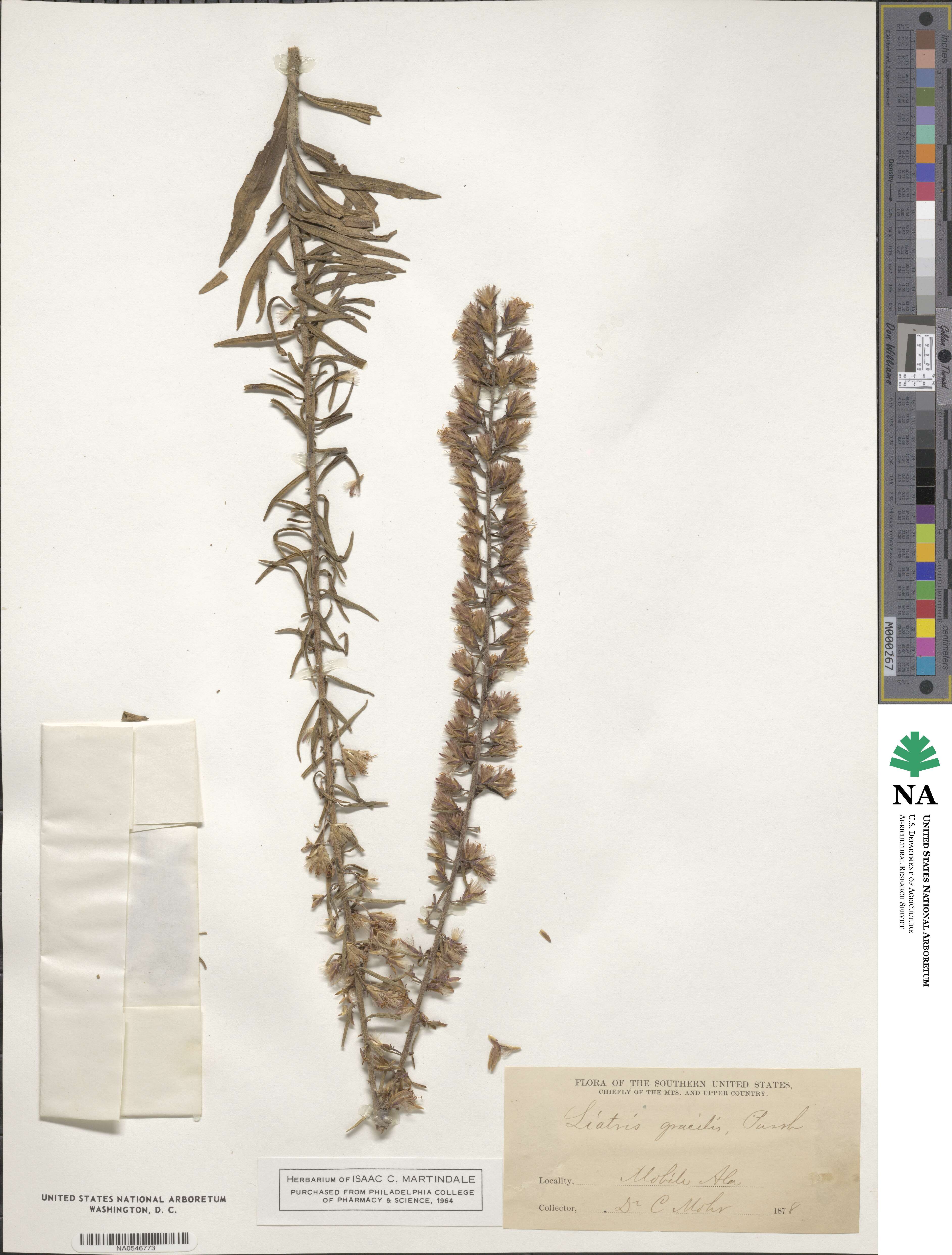 Liatris gracilis image