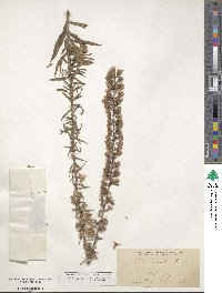 Liatris gracilis image