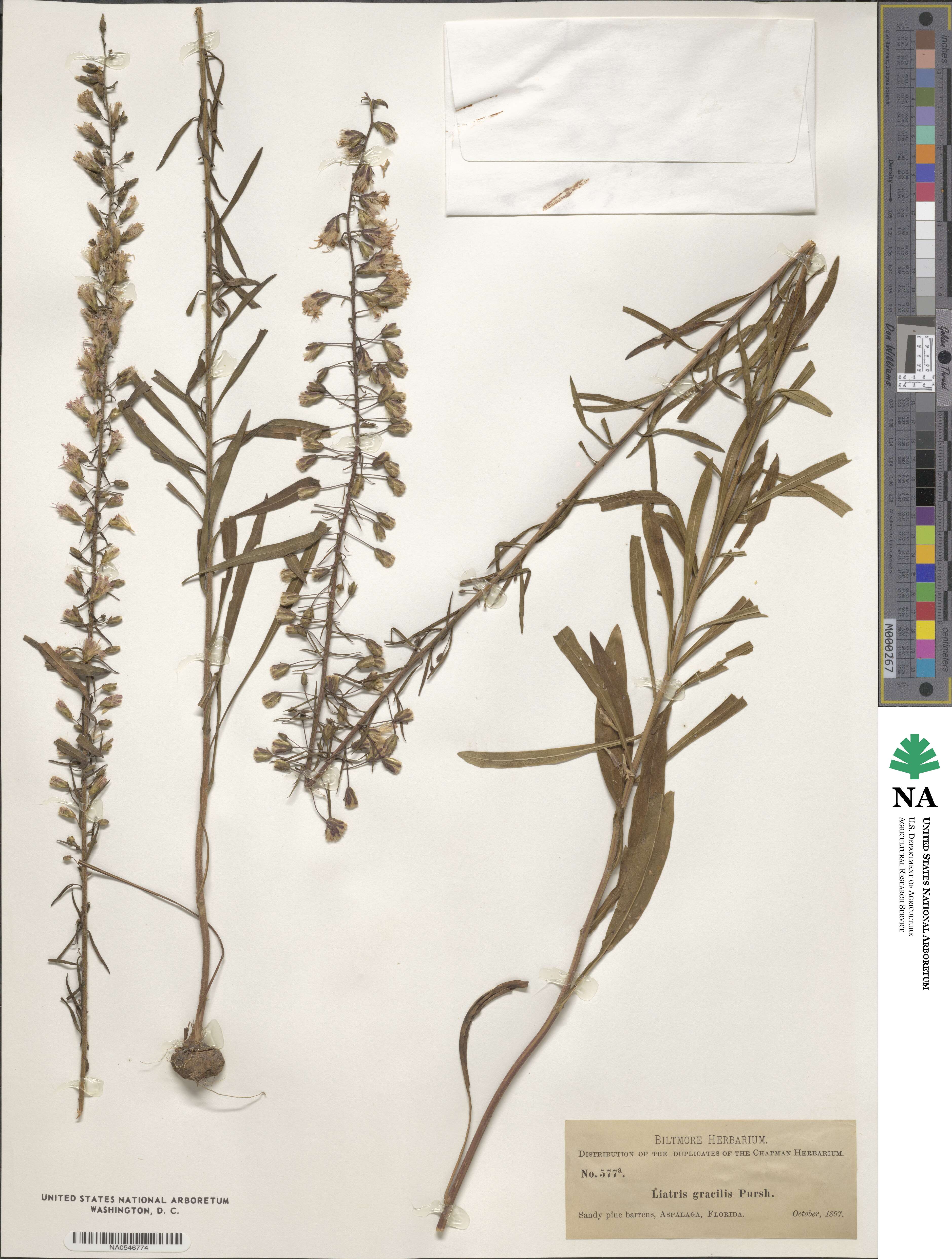 Liatris gracilis image