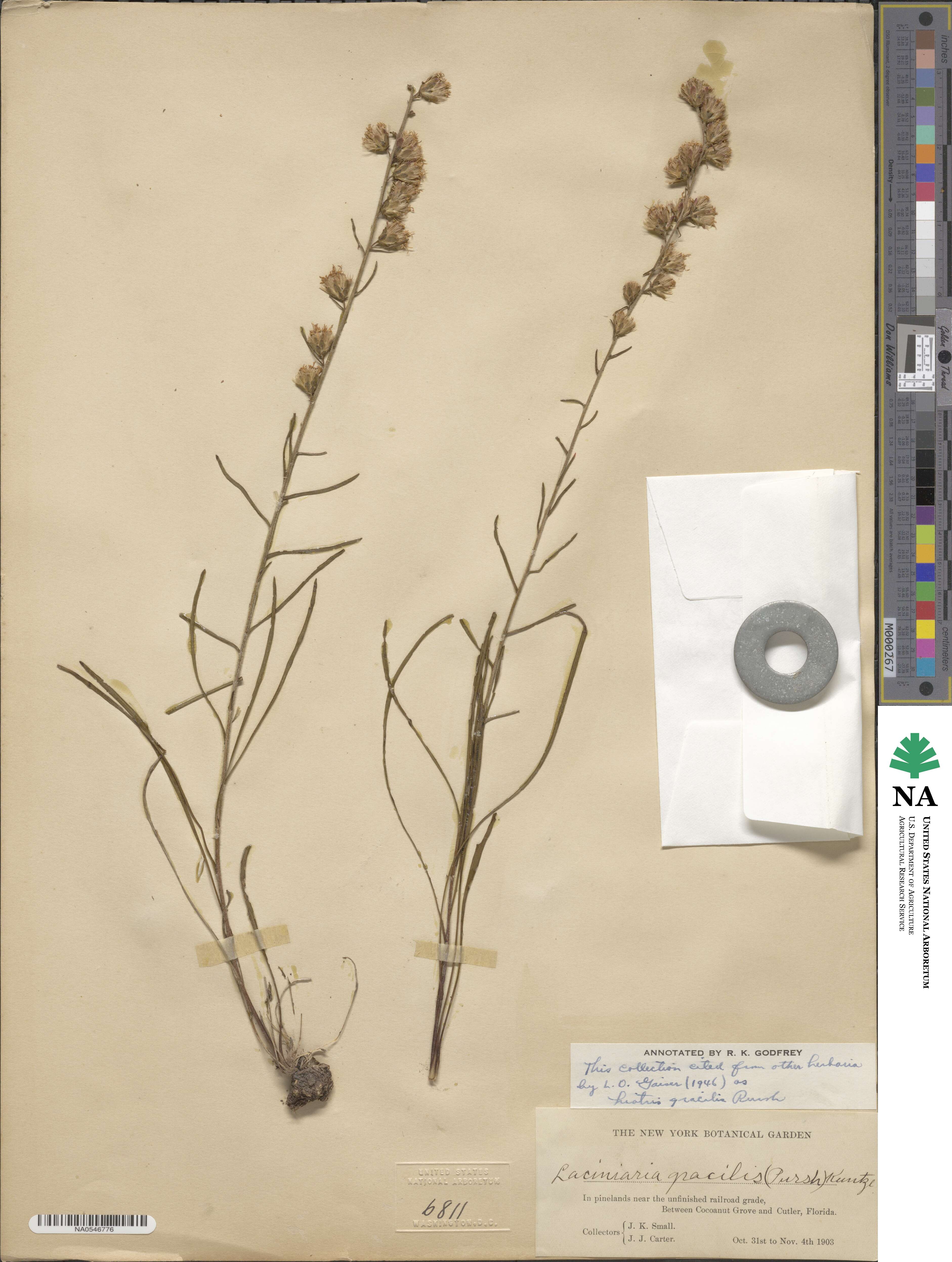 Liatris gracilis image
