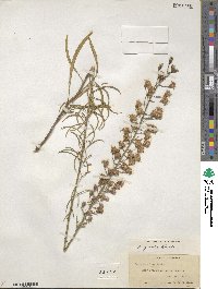 Liatris gracilis image