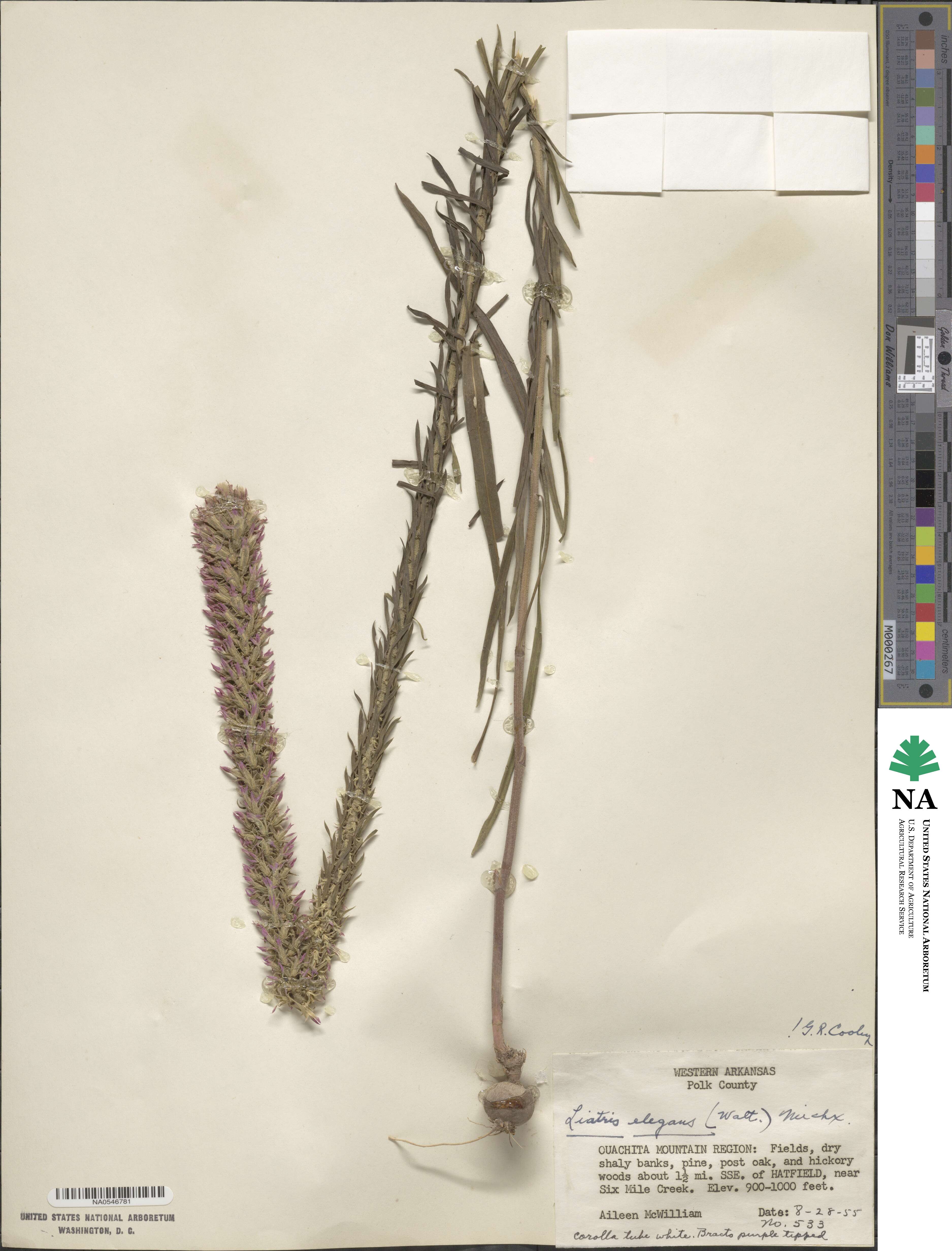 Liatris elegans image