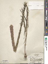 Liatris elegans image