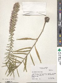 Liatris elegans image