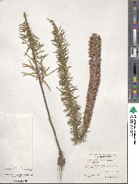 Liatris elegans image