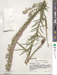 Liatris elegans image