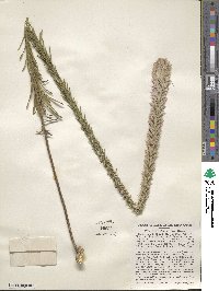 Liatris elegans image