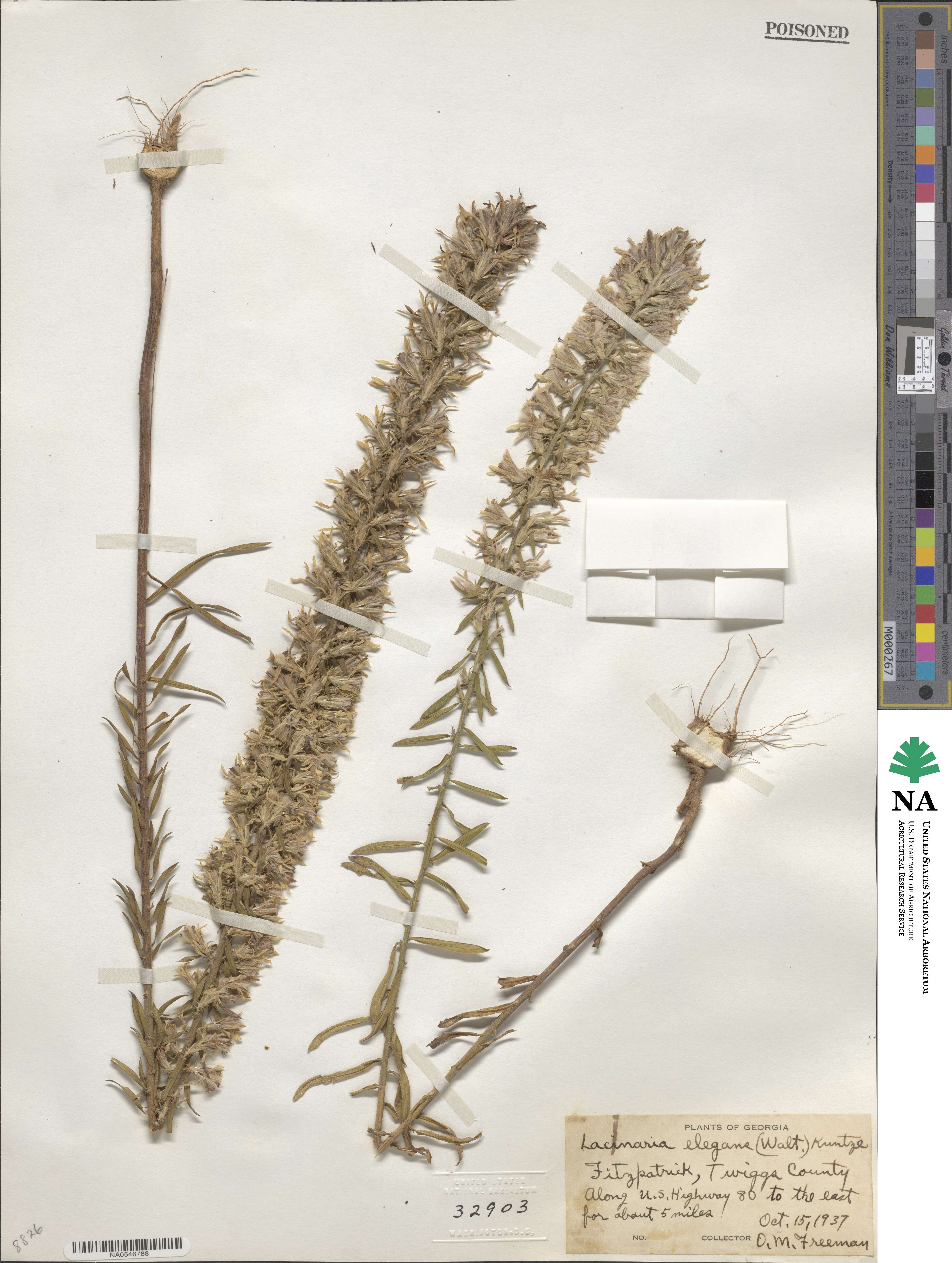 Liatris elegans image
