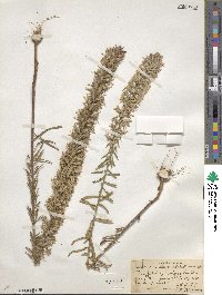 Liatris elegans image