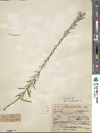 Liatris elegans image