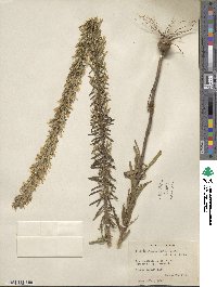 Liatris elegans image