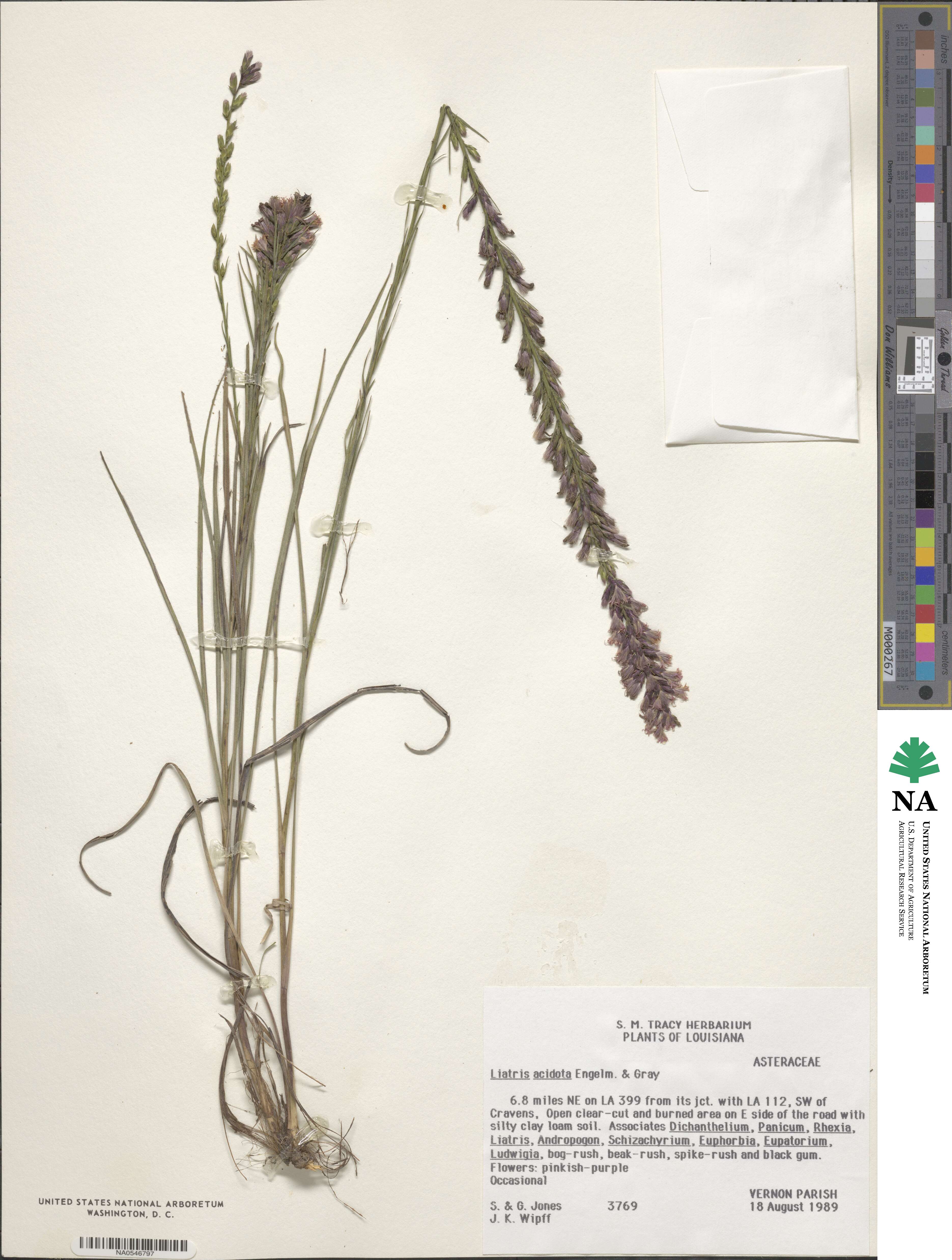 Liatris acidota image