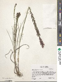 Liatris acidota image